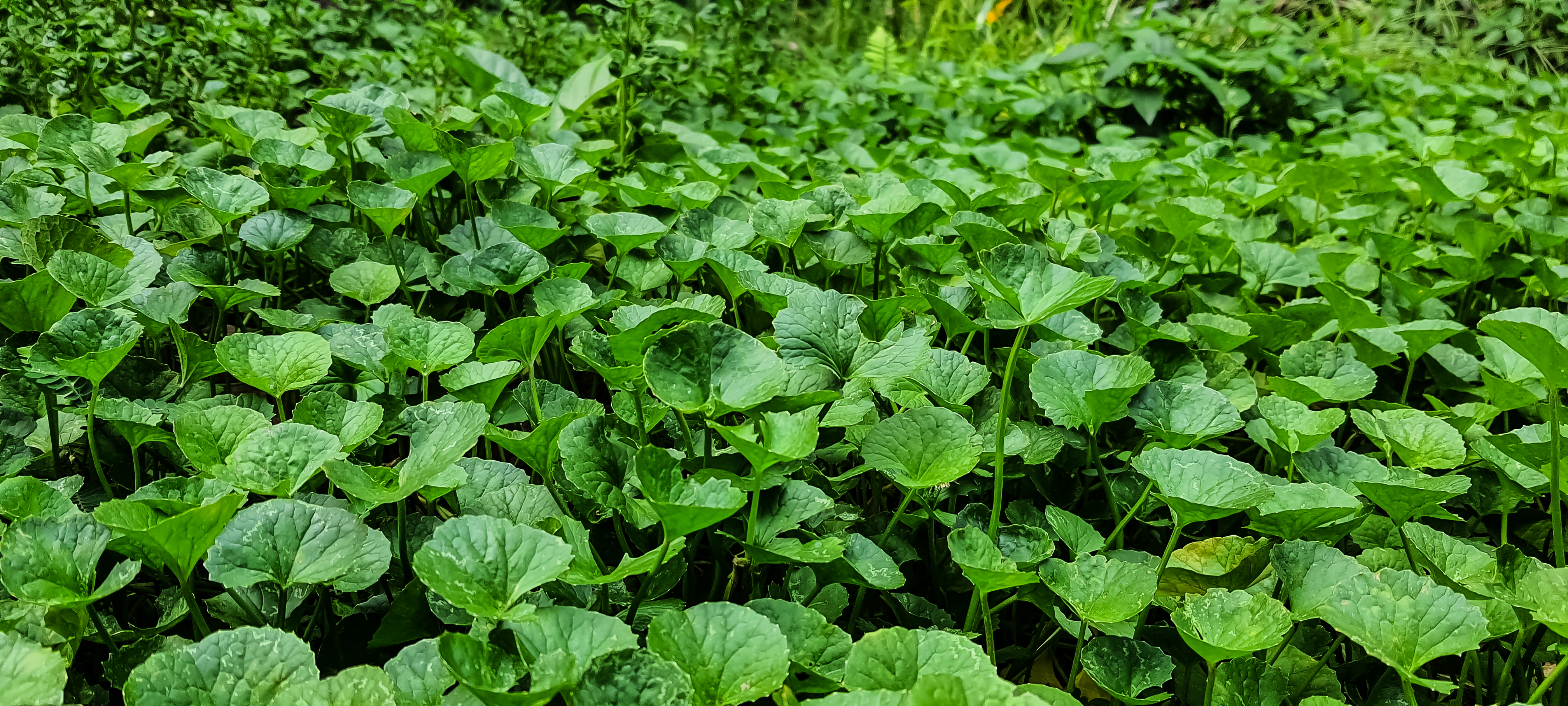 Centella Asiatica (Cica / Tiger Grass)