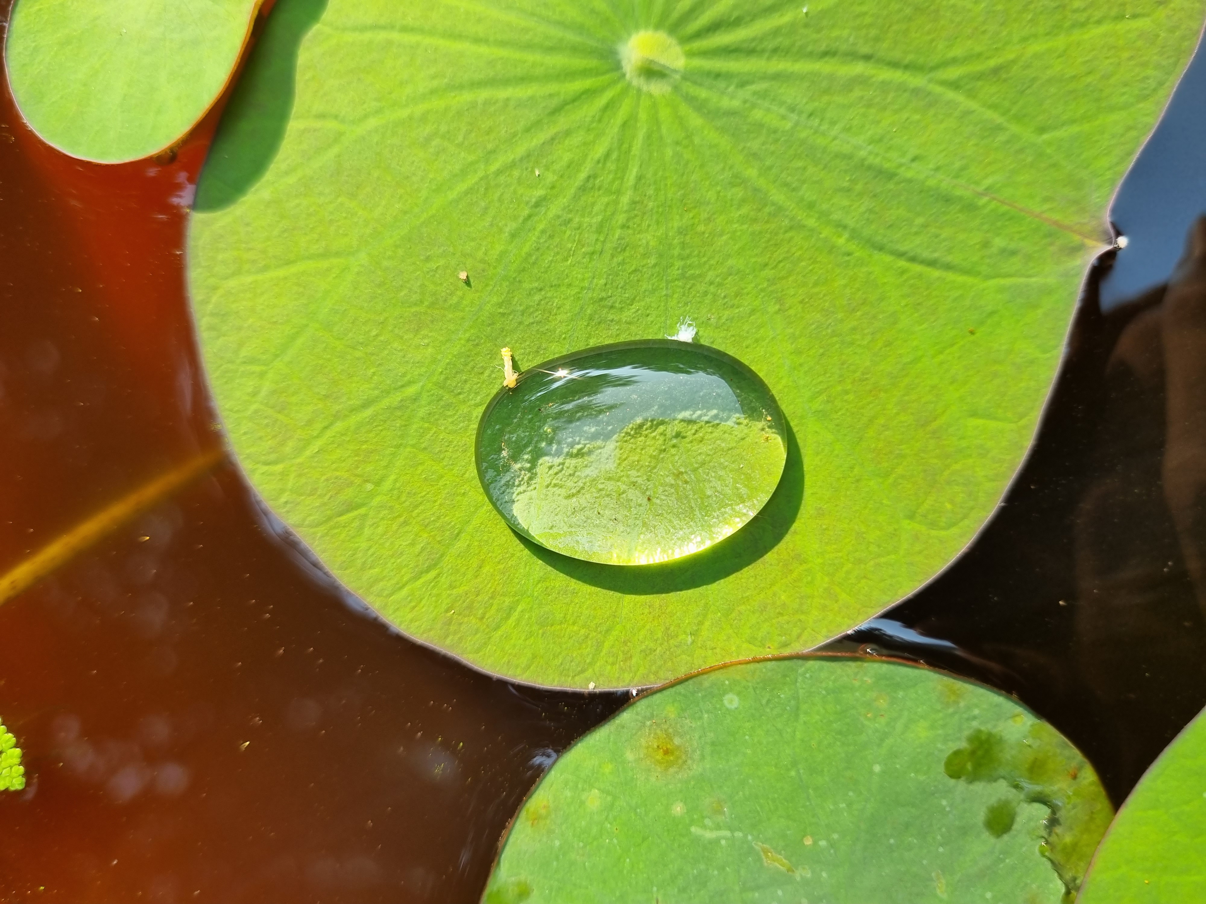 Multi-Molecular Hyaluronic Acid Matrix